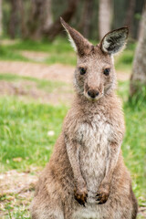 Naklejka na ściany i meble Joey young kangaroo portrait. Australian marsupial wildlife