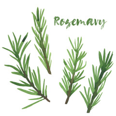 Watercolor illustration. Four branches of rosemary on a white background.