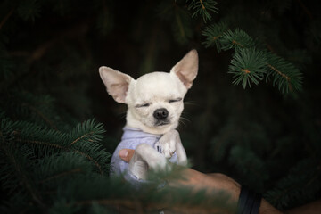 Little chihuahua dog playing in the park