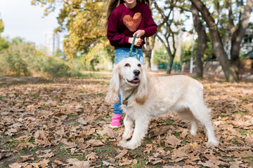 Close-up of cocker spaniel on autumn background. Owner girl holding owner dog by leash while...