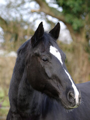 Obraz na płótnie Canvas Black Horse Head Shot