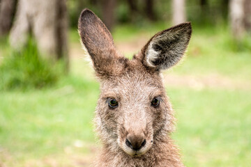 Naklejka na ściany i meble Joey young kangaroo portrait. Australian marsupial wildlife