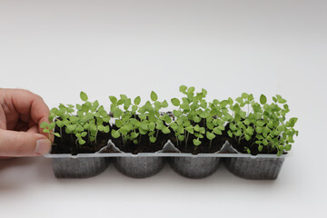 Growing micro greens at home all year around.