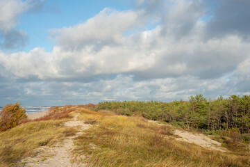 
Seashore overgrown with grass near the forest in autumn. Curonian Spit Landscapes

