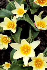 tulips in the garden, yellow and red Kaufman tulips