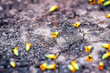 Closeup fallen yellow baby blossoms on the ground.