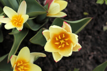 Obraz na płótnie Canvas tulips in the garden, yellow and red Kaufman tulips
