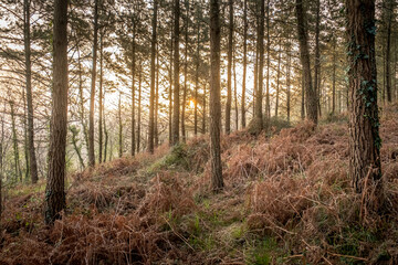 Fototapeta premium Sunrise in the woods, Basque Country