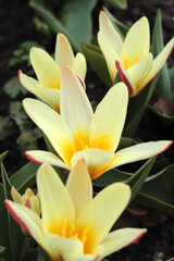 Obraz premium tulips in the garden, yellow and red Kaufman tulips