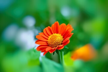 Mexican sun flower with green blurred background in garden.