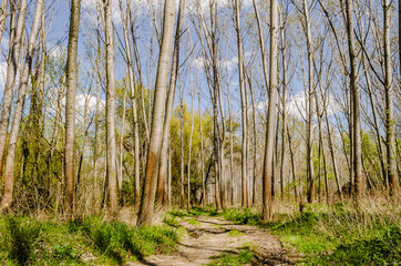 Forest on the bank of the Danube river in the spring near Petrovaradin, Novi Sad, Serbia. 