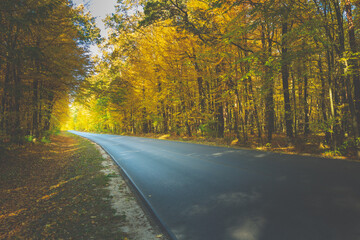 Fototapeta premium Asphalt road through the autumn forest towards the light
