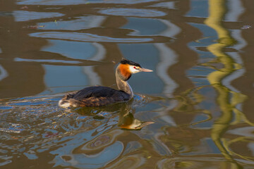 Great Crested Grebe (Podiceps cristatus) adult swimming in a ltown canal