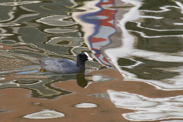 Common Coot (Fulica atra) swimming in a town canal with reflections