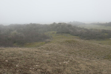 View on an open dune landscape with Common Sea-buckthorn (Hippophae rhamnoides) in the background