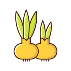 Flower bulbs RGB color icon. Short stem with fleshy leaves or leaf bases that function as food storage organs during dormancy period. Isolated vector illustration