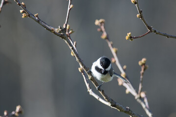 Black-capped Chickadee loo0king down beak open