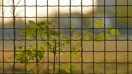 The ivy plant climbing on the iron frame with the sunset sunlight on them