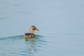 View of mallard duck on a lake