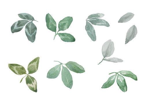 Set of wild green leaves of field clover. Shamrock isolated elements on a white background for the design of cards, invitations, borders, backgrounds, prints, textiles. Watercolor.