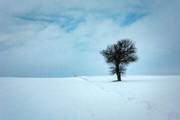 Winter view of a lonely tree in the field