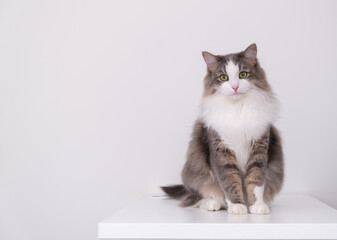 A beautiful gray and white cat sits on a white background with a place for text and looks into the camera. Pets in a stylish interior