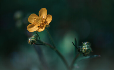 Closeup of yellow flower on blurred dark background with copy space using as background natural flora landscape