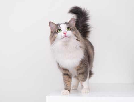A beautiful gray and white cat sits on a white background with a place for text and looks up. A pet in a stylish interior