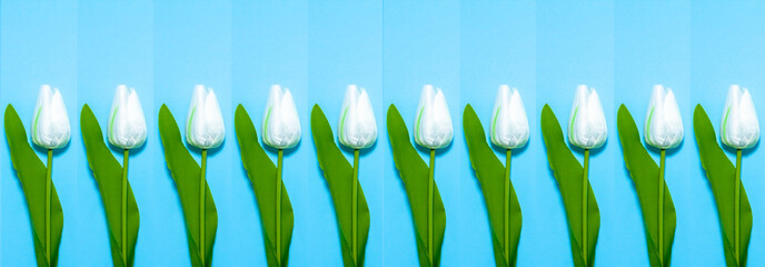 White tulips in a blue rectangle. Repeatable pattern on blue  background with copy space for text. Floral banner. Greeting card with 8 March, mother's day, wedding or birthday. Spring flower concept
