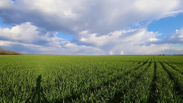 Timelapse of white puffy clouds move quickly over young sprouts of wheat, barley or rye and plants sway in wind in time interval. Beautiful colorfull landscape. Concept of growing crops on agronomic