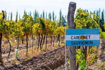 Cabernet Sauvignon  plantation in Argentina