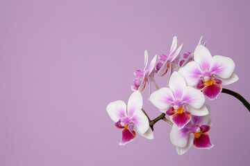 Fototapeta na wymiar Orchide, Muttertag