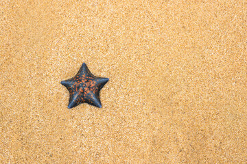 Fototapeta na wymiar Starfish on the beach on the background of the sand with a place for your advertising. Copyspace. The concept of summer, sea, sun and beach. Holidays, travel, resorts.