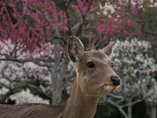 white deer