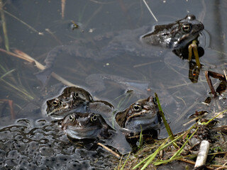 Moor frogs (Rana arvalis) in the pond. 