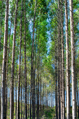 Obraz premium Eucalyptus plantation for the cellulose industry and timber extraction