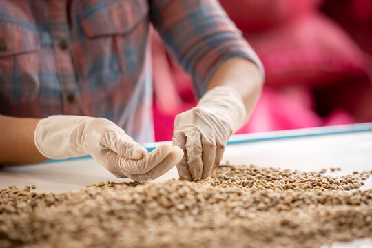 hands collecting the Arabica or Robusta an organic coffee berries beans bad out.