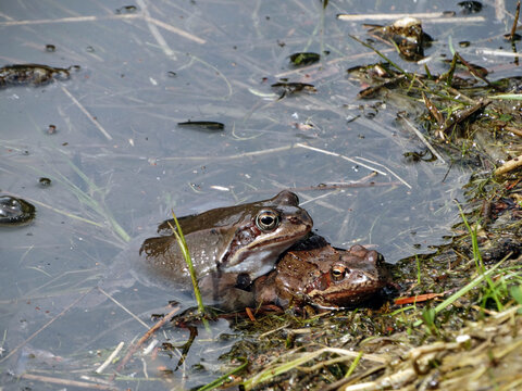 Frogs together - mating in the pond. Moor frog. Rana arvalis. 