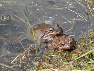 Frog copulation. Close-up a pair of frogs copulate in pond. Nature protection wildlife. Rana arvalis Moor frog during matching.  In mating season the male and female in a tight embrace in water. 