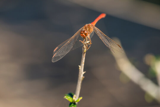 Southern Darter (Sympetrum meridionale) male resting on branch