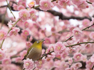 blossom in spring