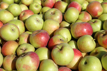 Freshly picked ripe apples