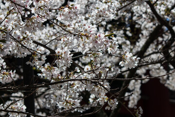 北口本宮冨士浅間神社の桜