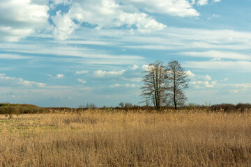 Fototapeta na wymiar Dry tall grass and trees on the horizon