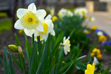 yellow daffodils in spring growing in the garden