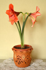 red and orange blooming amaryllis flowers growing in the flower pot