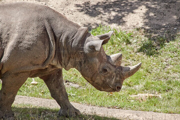 Obraz premium Black rhinoceros in profile