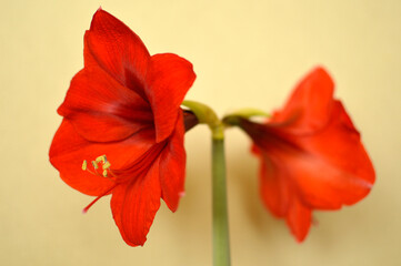 Obraz na płótnie Canvas red and orange blooming amaryllis flowers growing in the flower pot