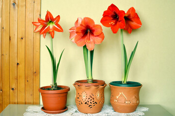 red and orange blooming amaryllis flowers growing in the flower pot - obrazy, fototapety, plakaty
