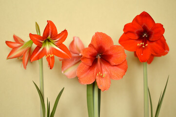 red and orange blooming amaryllis flowers growing in the flower pot - obrazy, fototapety, plakaty